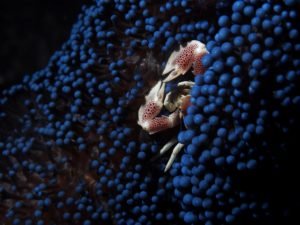 Anilao, Philippines: A Macro Photographer's Paradise - Divers Union