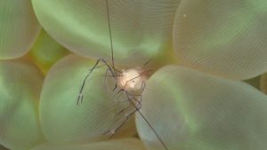 Anilao, Philippines: A Macro Photographer's Paradise - Divers Union