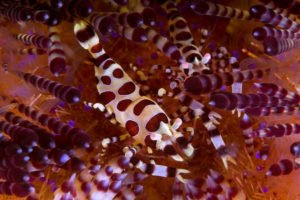 Anilao, Philippines: A Macro Photographer's Paradise - Divers Union