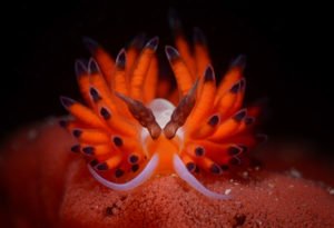Anilao, Philippines: A Macro Photographer's Paradise - Divers Union