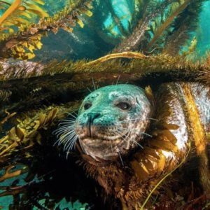 California's Underwater Paradise: The Enigmatic Kelp Forests - Divers Union