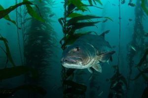 California's Underwater Paradise: The Enigmatic Kelp Forests - Divers Union