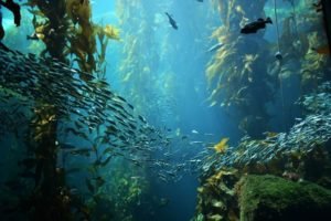 California's Underwater Paradise: The Enigmatic Kelp Forests - Divers Union