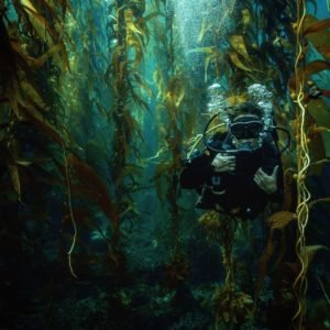 California's Underwater Paradise: The Enigmatic Kelp Forests - Divers Union