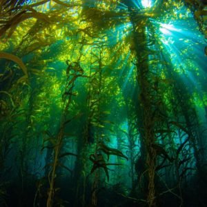 California's Underwater Paradise: The Enigmatic Kelp Forests - Divers Union