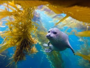 California's Underwater Paradise: The Enigmatic Kelp Forests - Divers Union