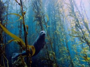 California's Underwater Paradise: The Enigmatic Kelp Forests - Divers Union