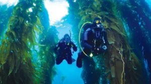 California's Underwater Paradise: The Enigmatic Kelp Forests - Divers Union