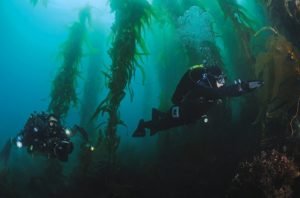 California's Underwater Paradise: The Enigmatic Kelp Forests - Divers Union