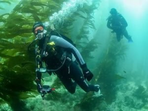 California's Underwater Paradise: The Enigmatic Kelp Forests - Divers Union