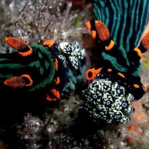 Nudibranch Universe: More Than 4,000 Species and Counting - Divers Union