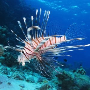 The Invasion: Lionfish Threaten Local Ecosystems - Divers Union