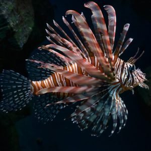 The Invasion: Lionfish Threaten Local Ecosystems - Divers Union