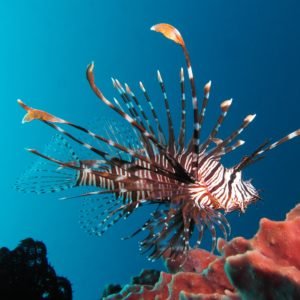 The Invasion: Lionfish Threaten Local Ecosystems - Divers Union