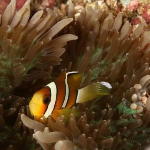 Anemones and Clownfish: The Enchanting Dance of Symbiosis - Divers Union